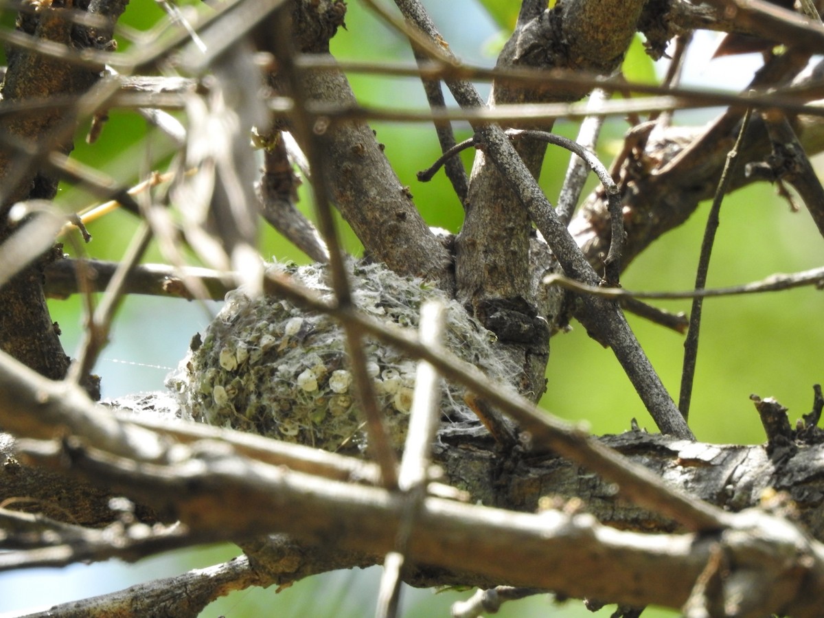 ミミグロブユムシクイ - ML647421344