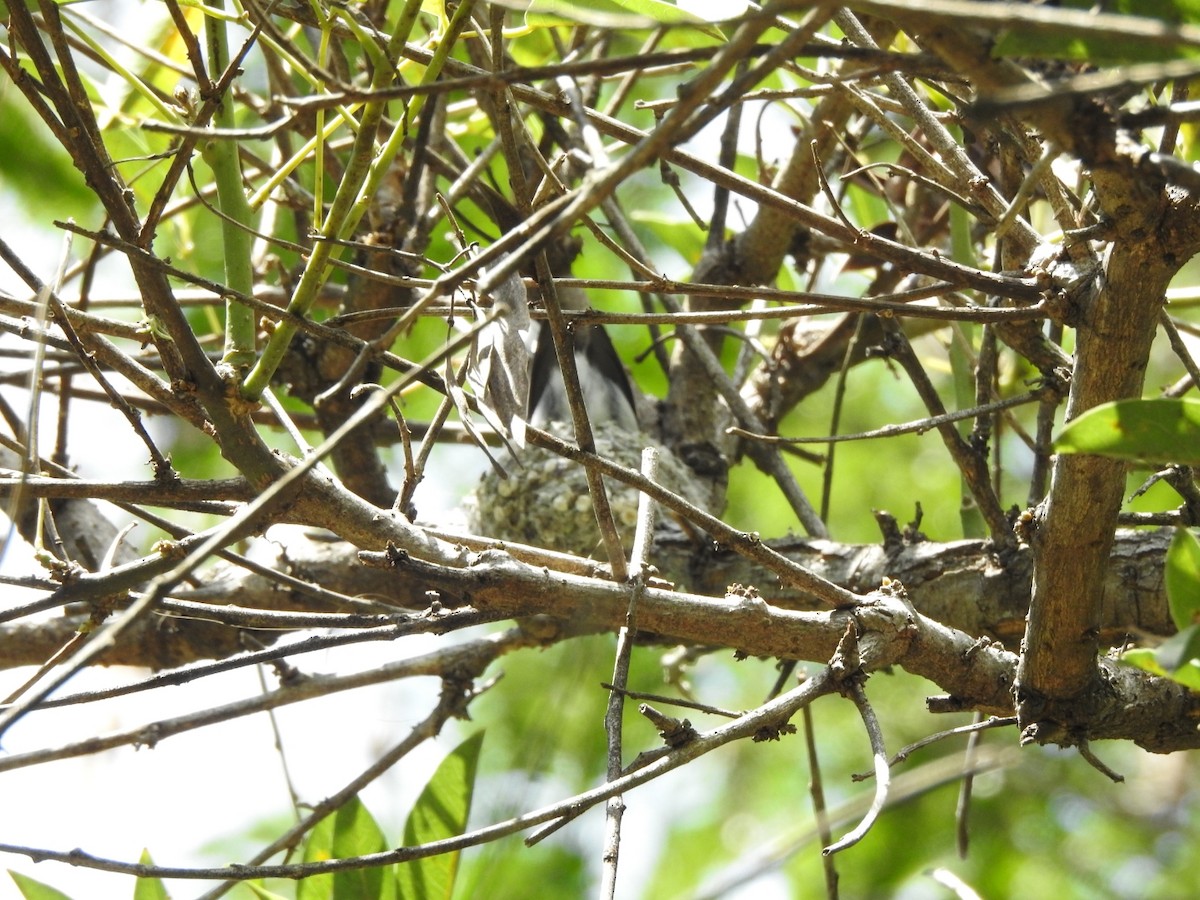 ミミグロブユムシクイ - ML647421345