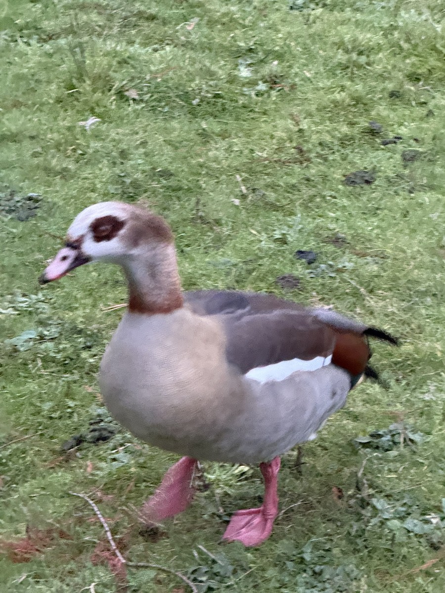 niland - ML647421359