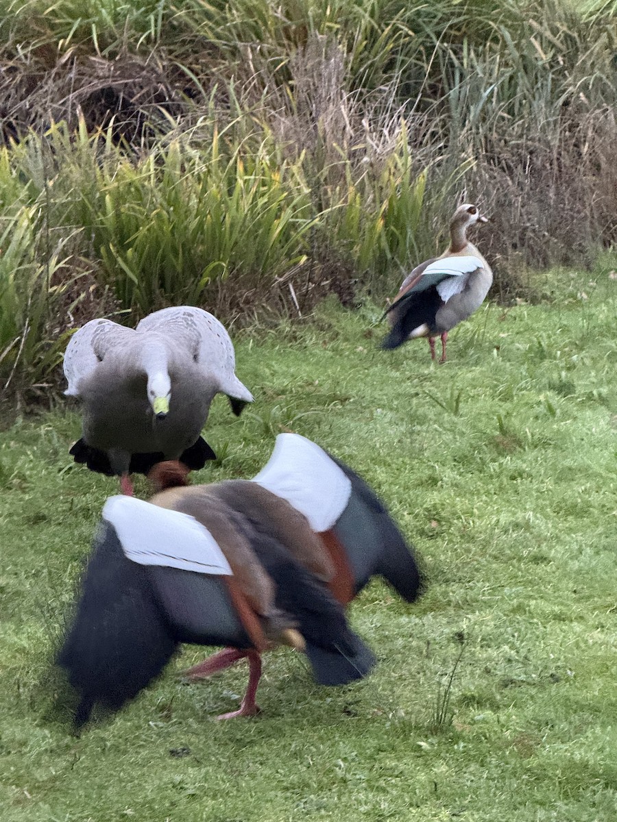 niland - ML647421360