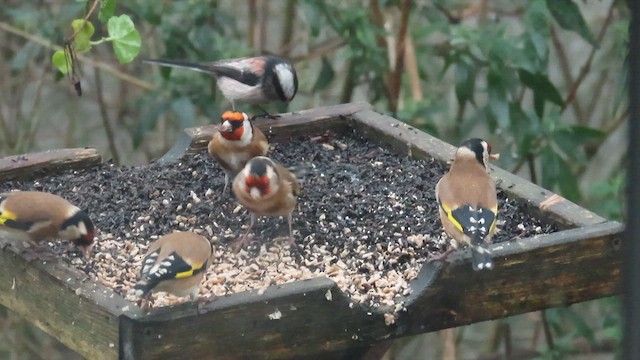 European Goldfinch - ML647421377