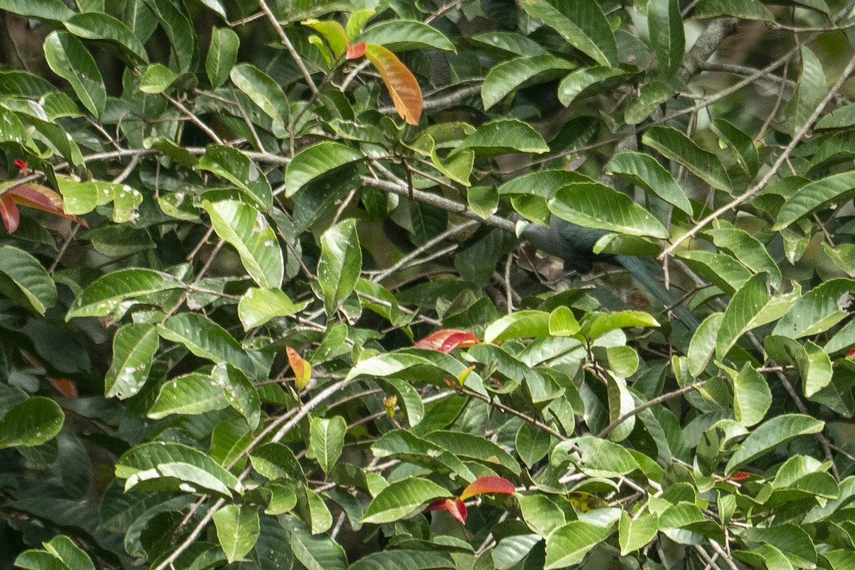 Black-bellied Malkoha - ML647421383