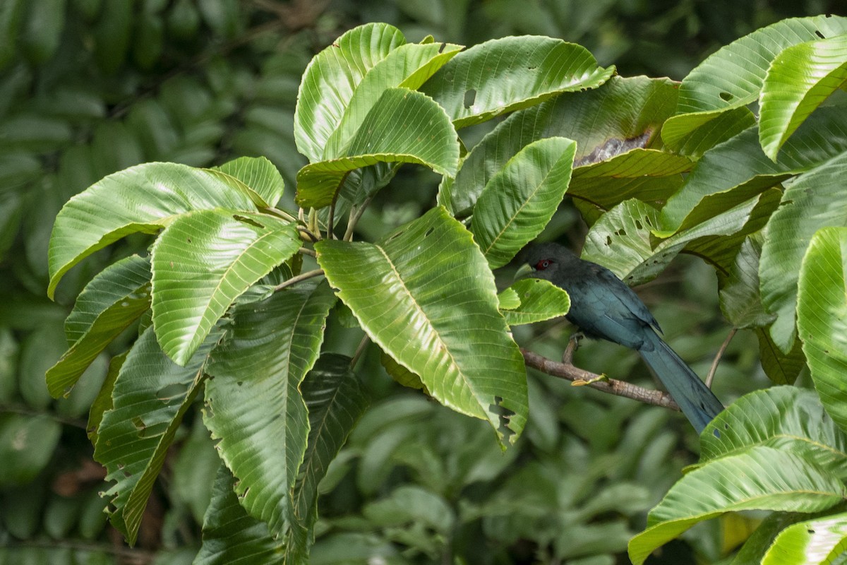 Black-bellied Malkoha - ML647421384
