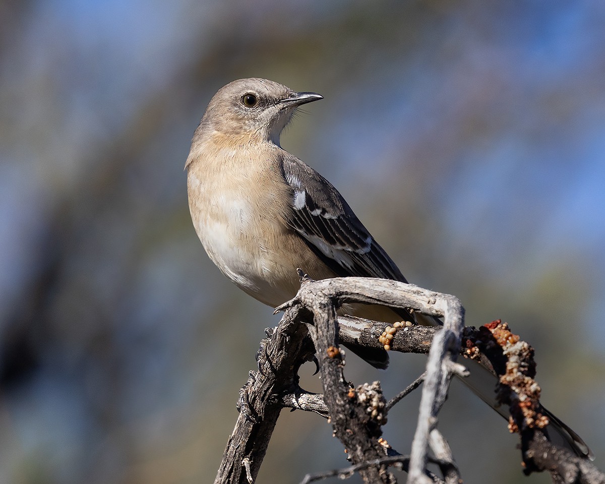 Northern Mockingbird - ML647421397