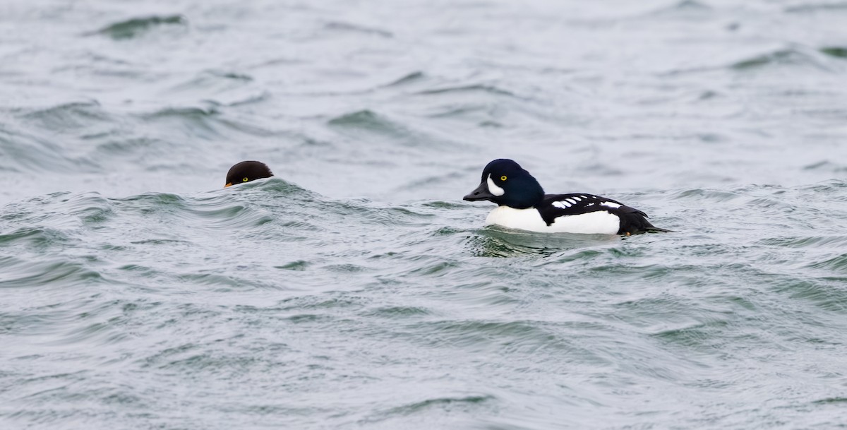 キタホオジロガモ - ML647421419