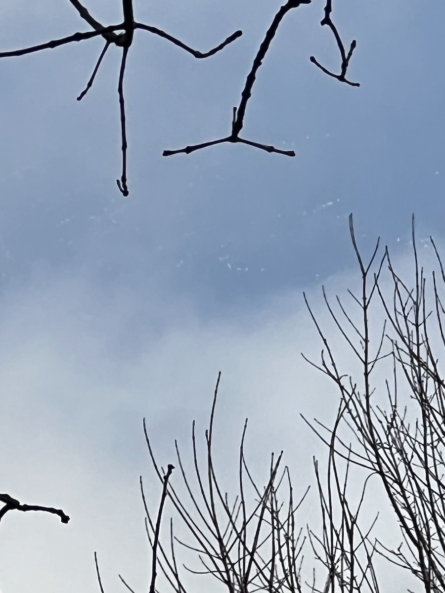 Snow Goose - ML647421469