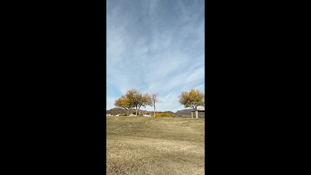 Vermilion Flycatcher - ML647421485