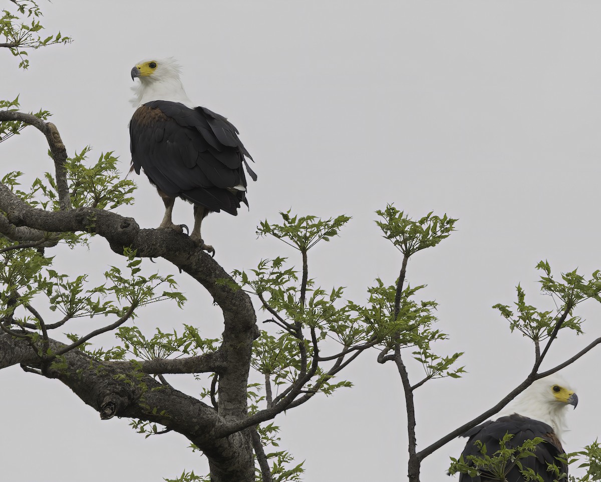 flodørn - ML647421487