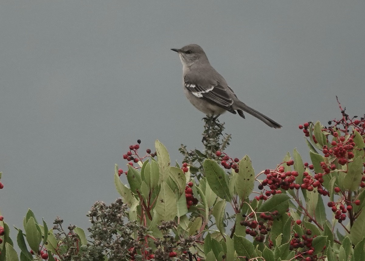 Northern Mockingbird - ML647421502