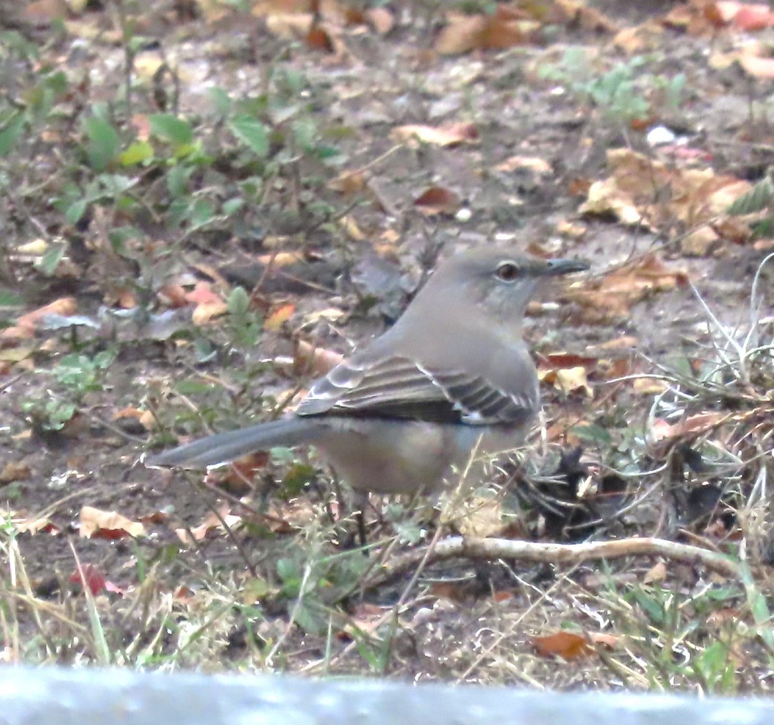 Northern Mockingbird - ML647421503