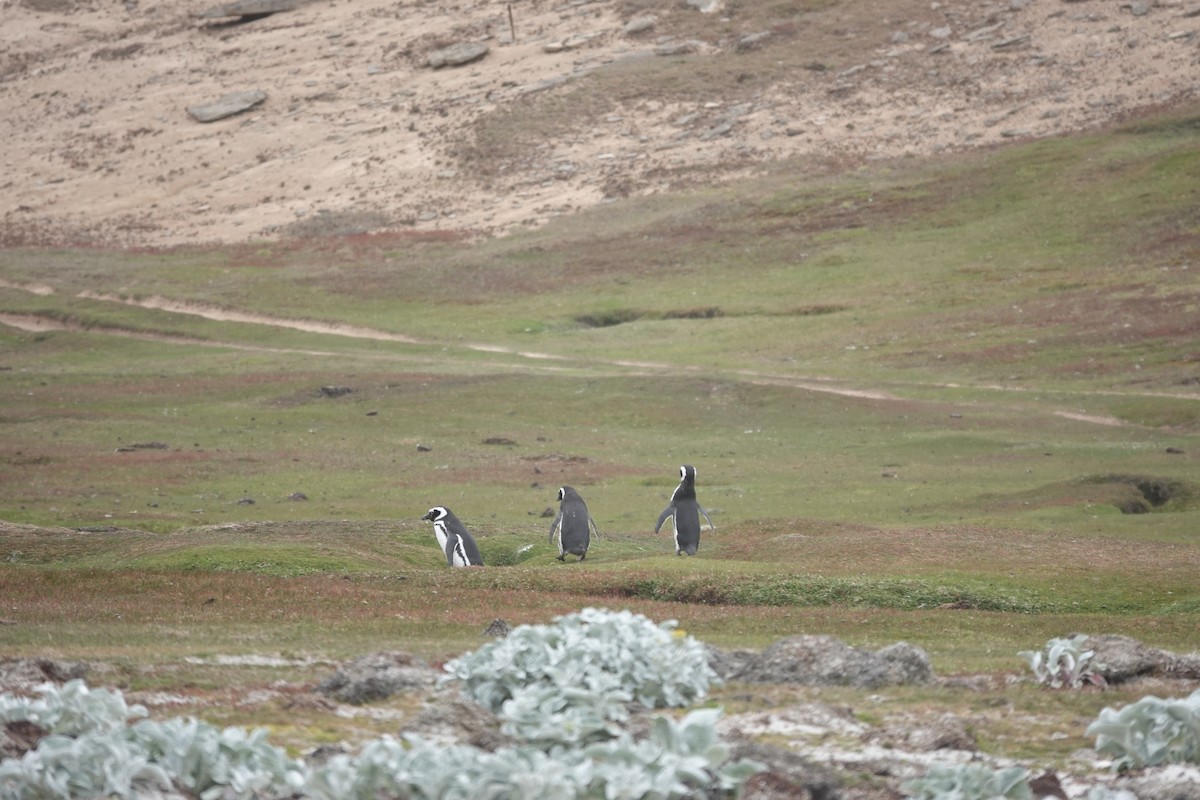 Magellanpinguin - ML647421515