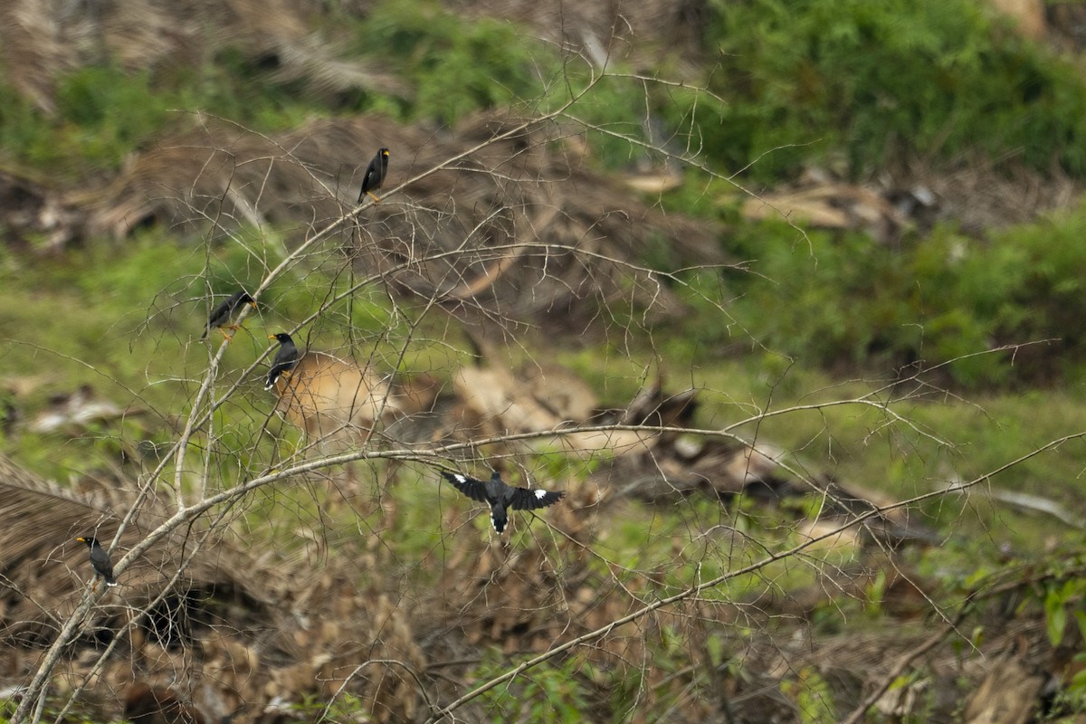 Jungle Myna - ML647421516