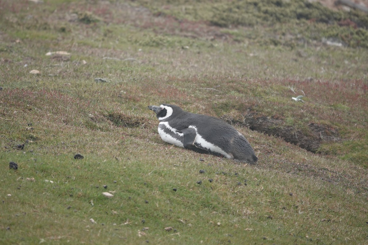 Magellanpinguin - ML647421517