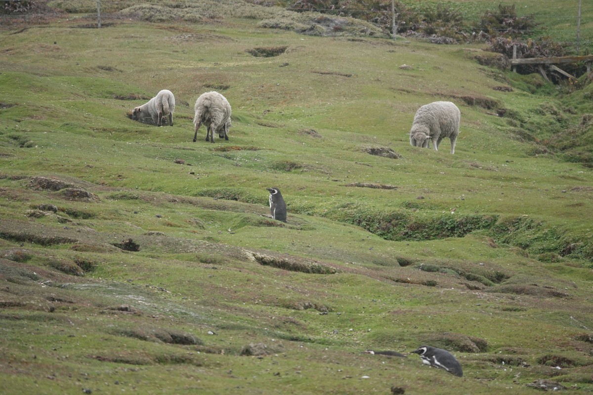 Magellanpinguin - ML647421519