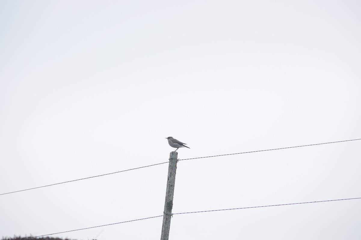 Dormilona Carinegra - ML647421526