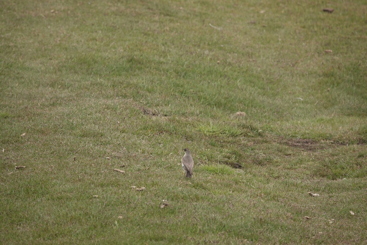 Dormilona Carinegra - ML647421527