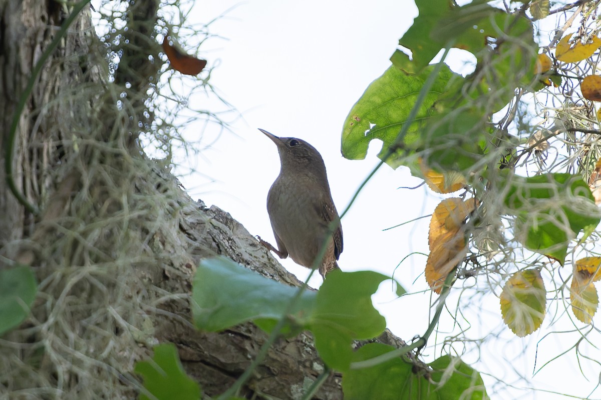 Northern House Wren - ML647421528