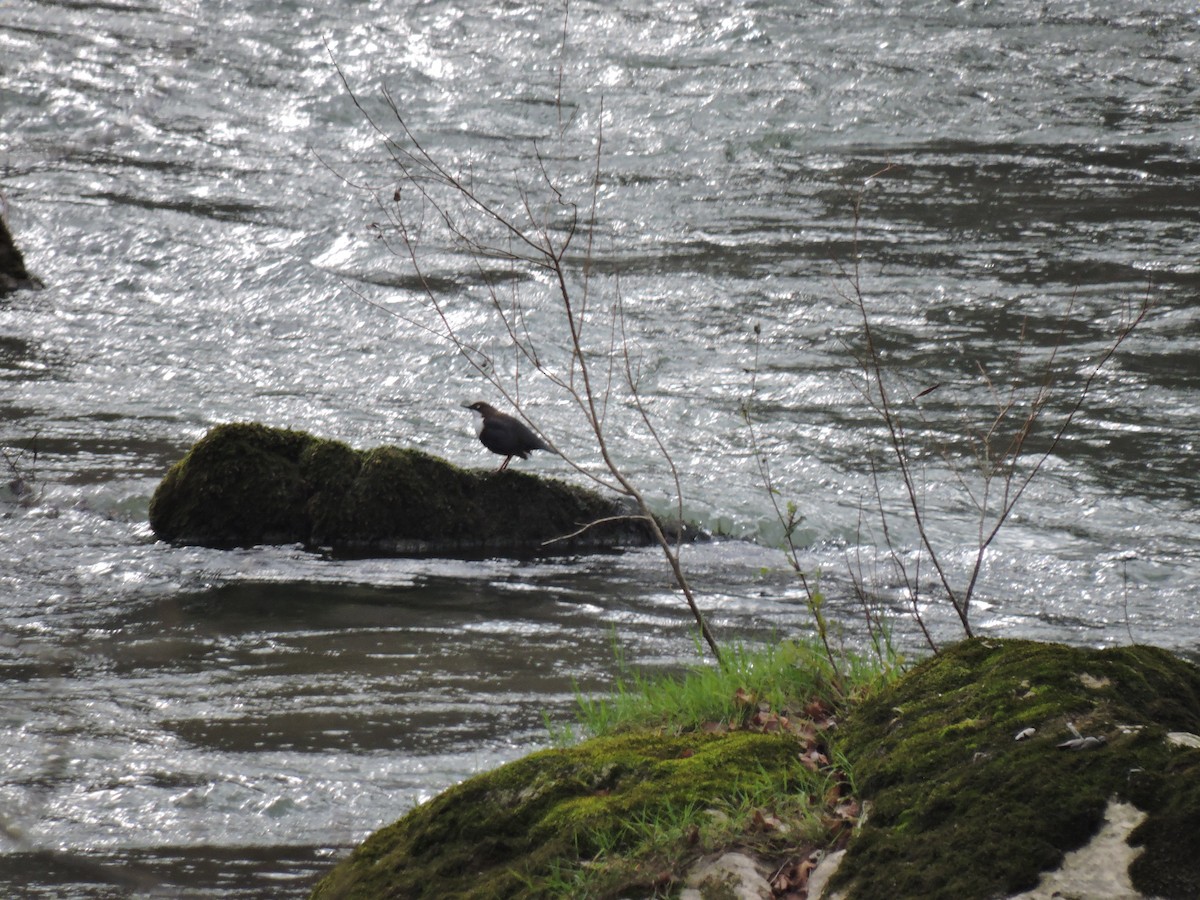 אמודאי הנחלים - ML647421532