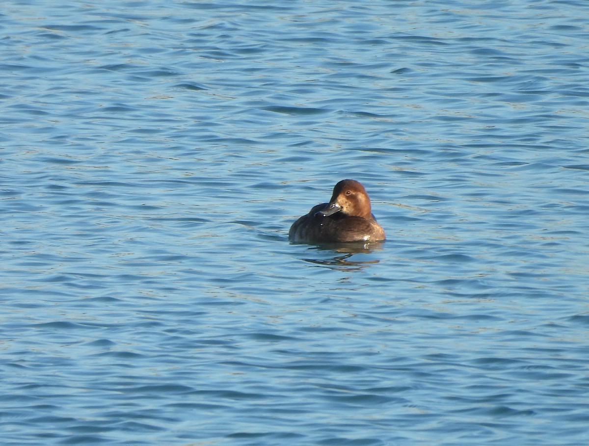 Redhead - ML647421537