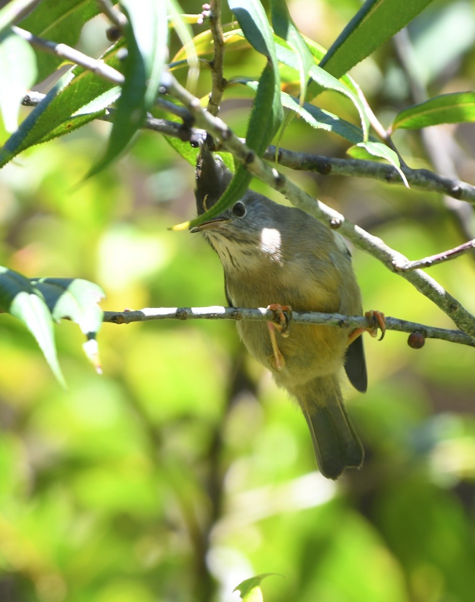 Stripe-throated Yuhina - ML647421546
