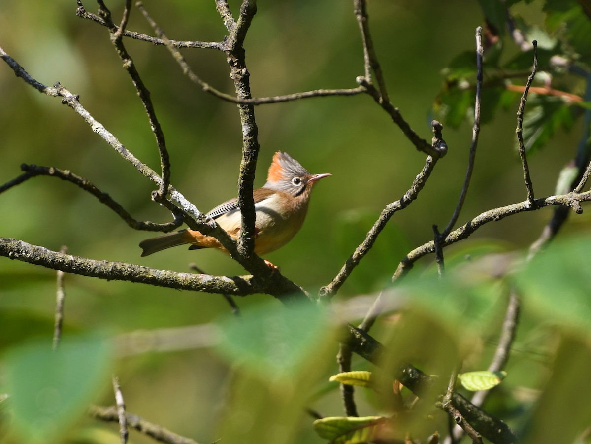 Rufous-vented Yuhina - ML647421553