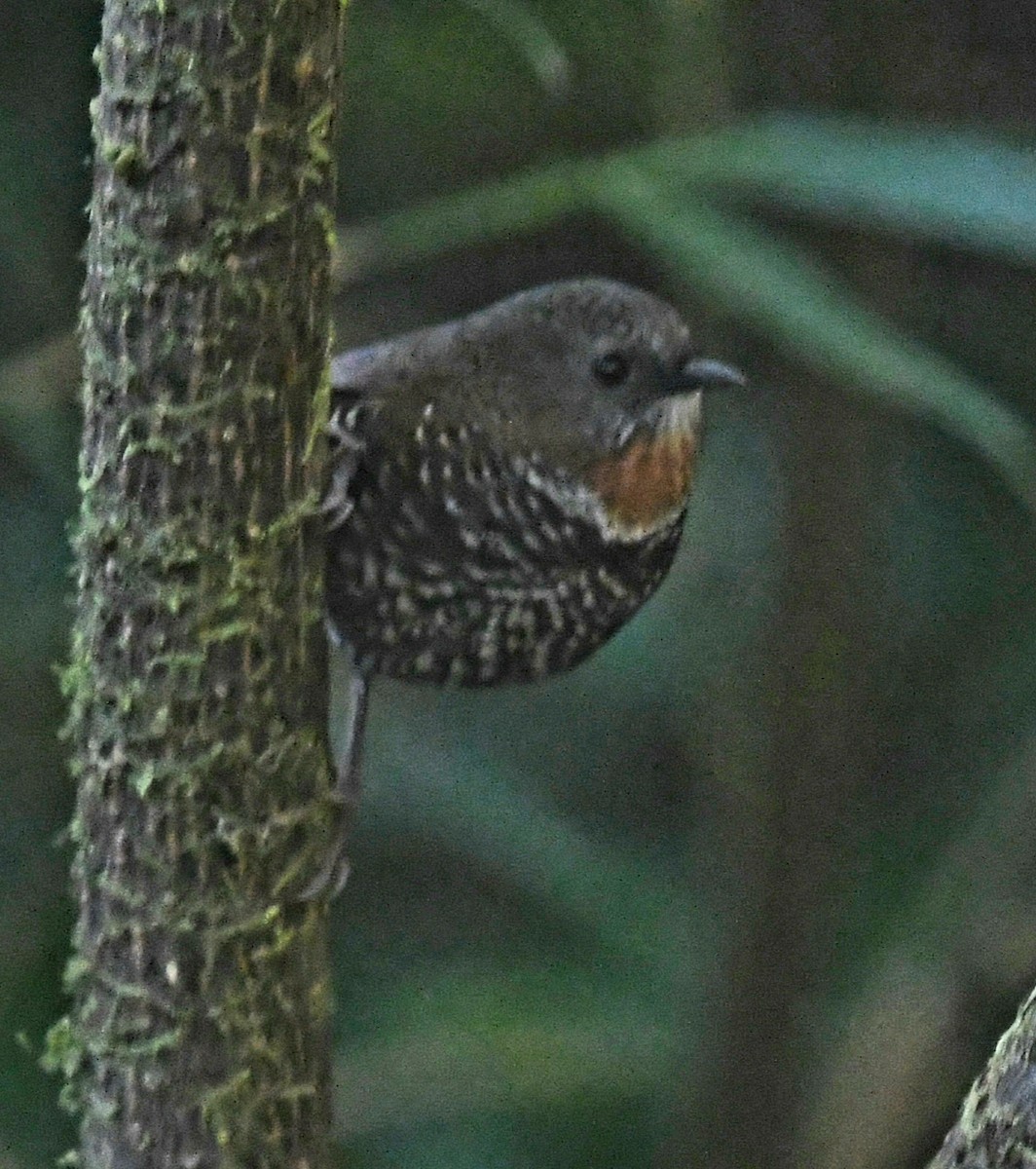 Mishmi Wren-Babbler - ML647421568