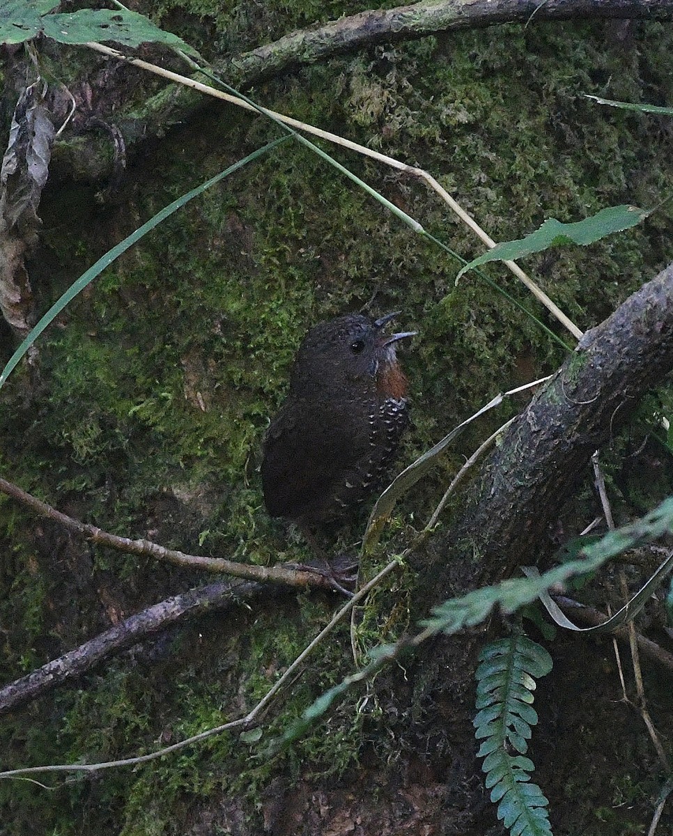 Mishmi Wren-Babbler - ML647421569