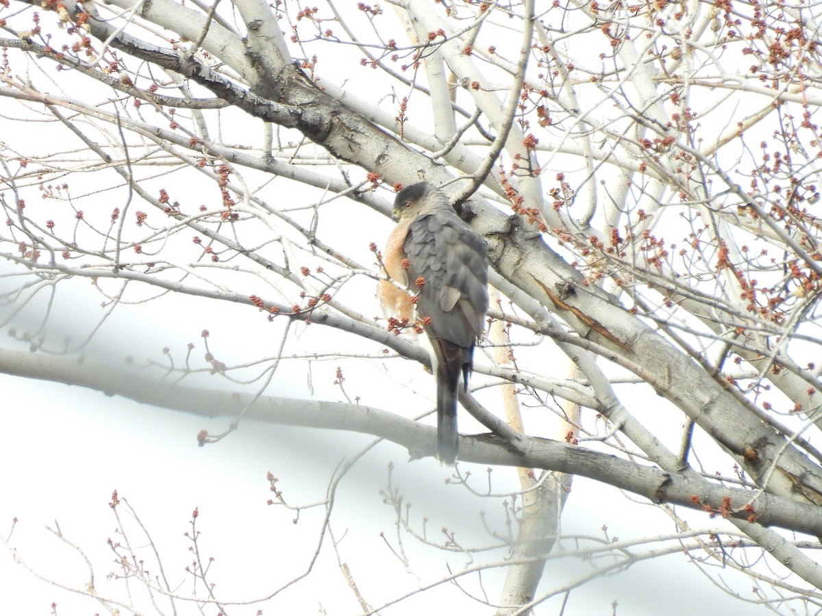 Cooper's Hawk - ML647421585