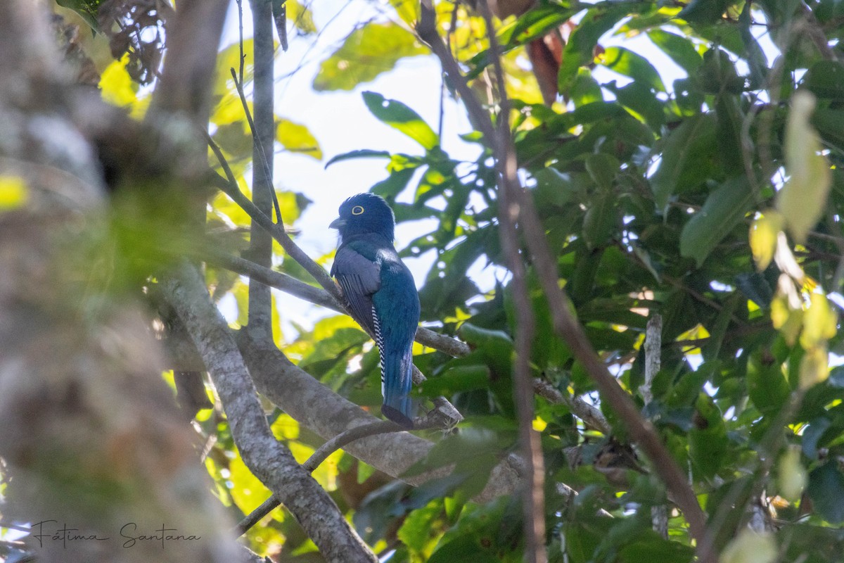 Mor Trogon - ML647421589