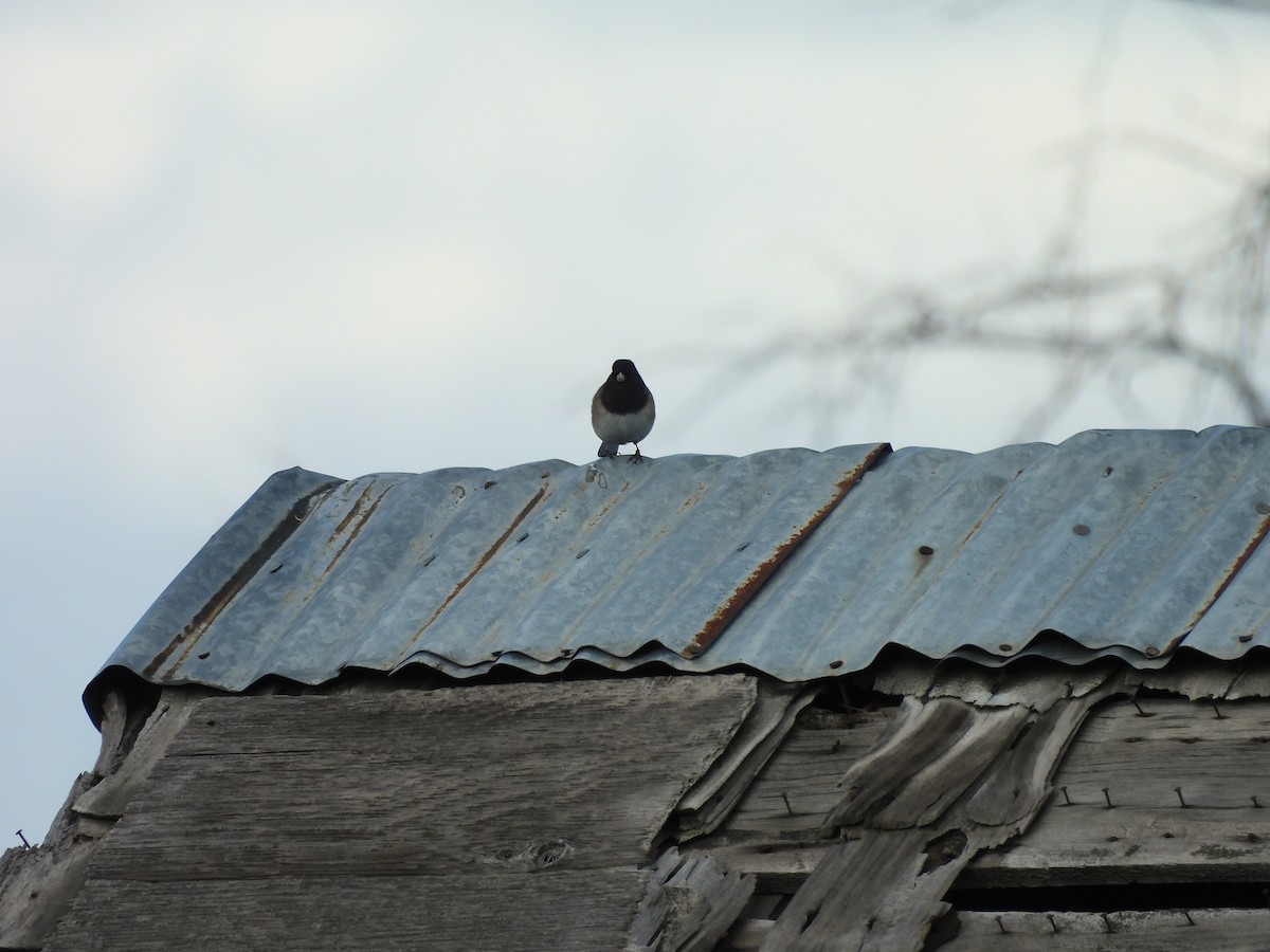 Dark-eyed Junco - ML647421599