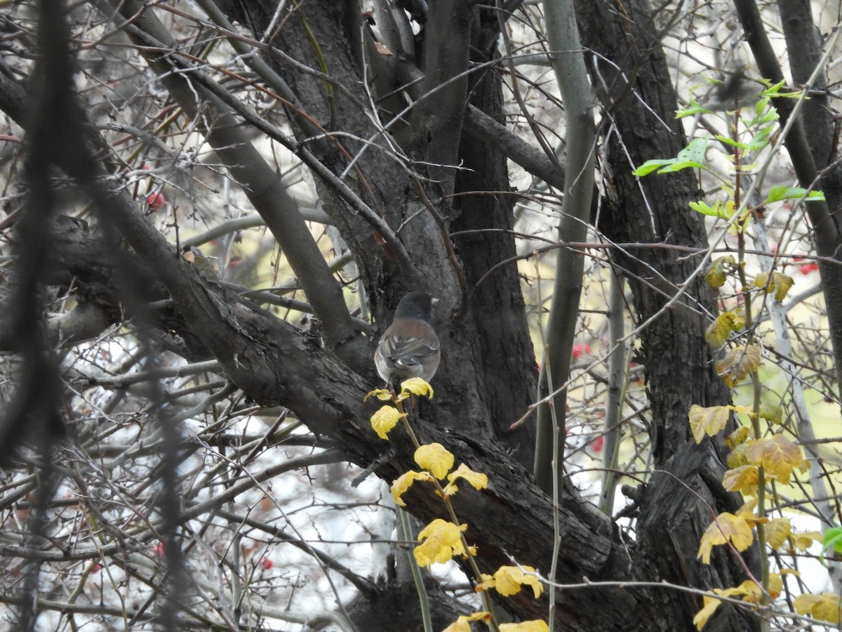 Dark-eyed Junco - ML647421601