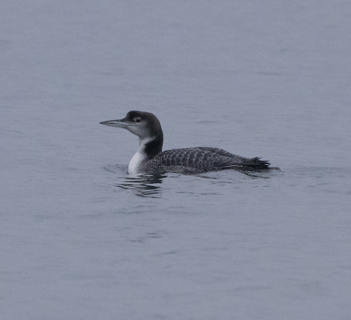 Common Loon - ML647421603