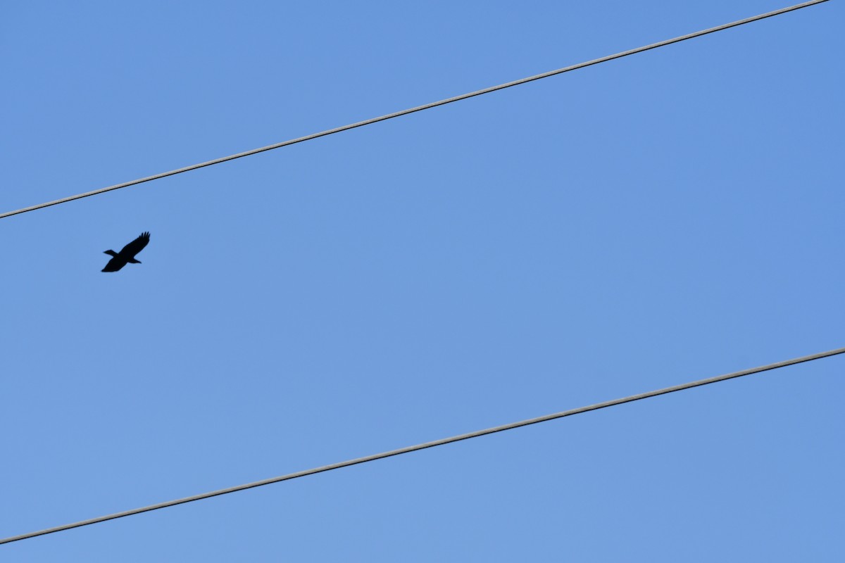 Chihuahuan Raven - ML647421643