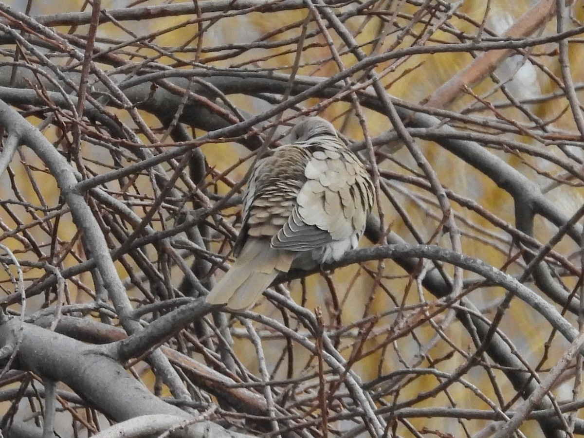 灰斑鳩 - ML647421648