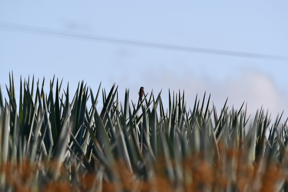 Blue Grosbeak - ML647421659