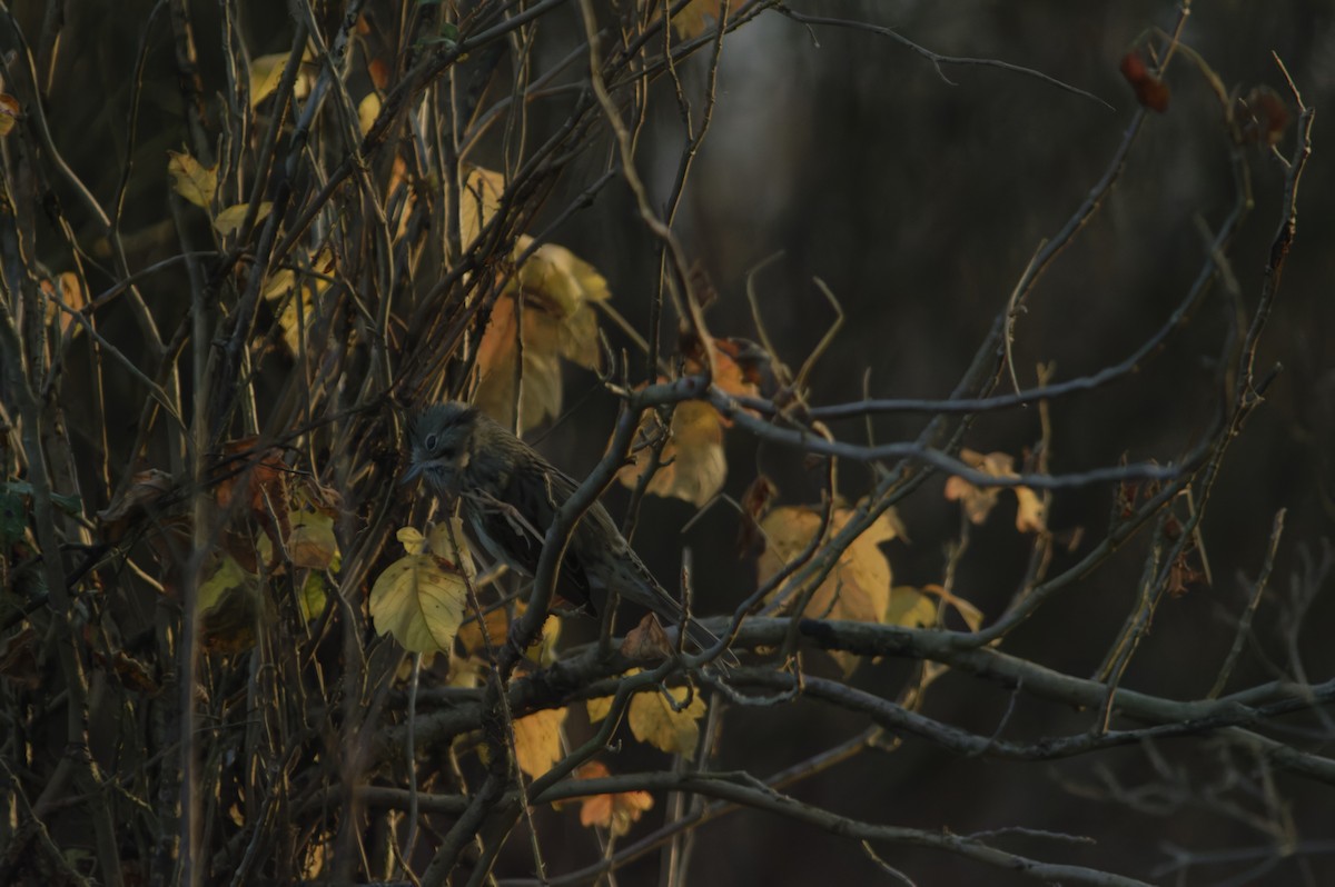 Lincoln's Sparrow - ML647421689