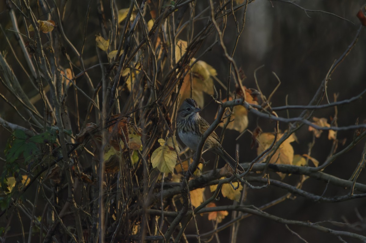 Lincoln's Sparrow - ML647421690