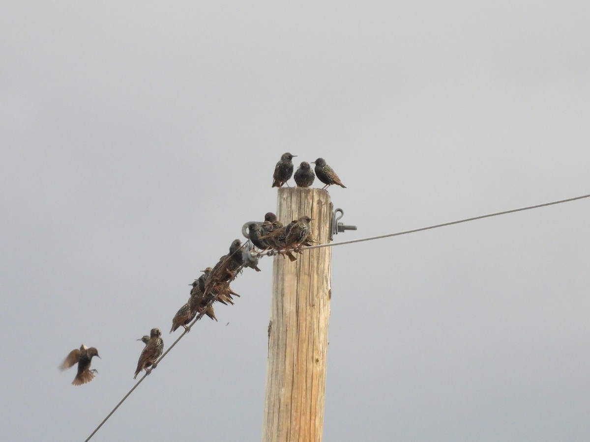 歐洲椋鳥 - ML647421709