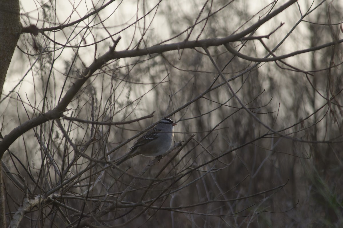 White-crowned Sparrow - ML647421712