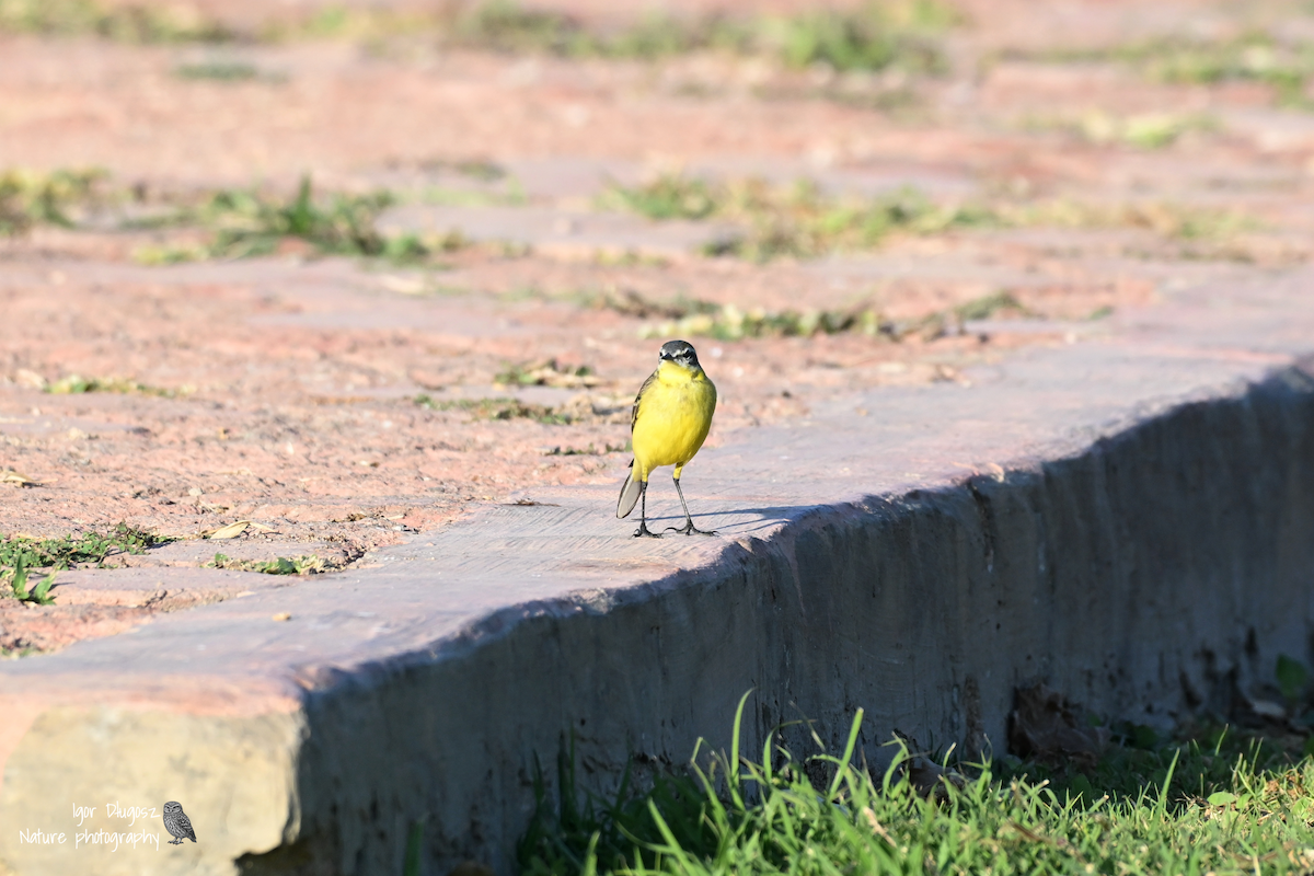 西方黃鶺鴒 - ML647421713