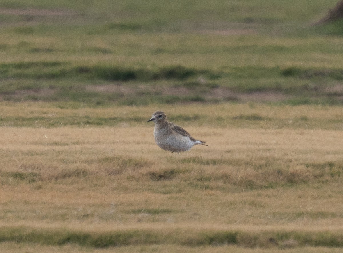 Горный зуёк - ML647421716