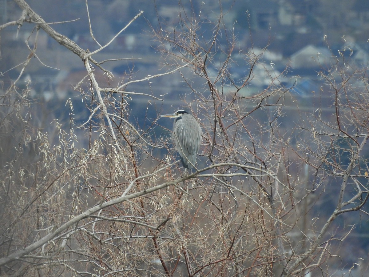Great Blue Heron - ML647421725