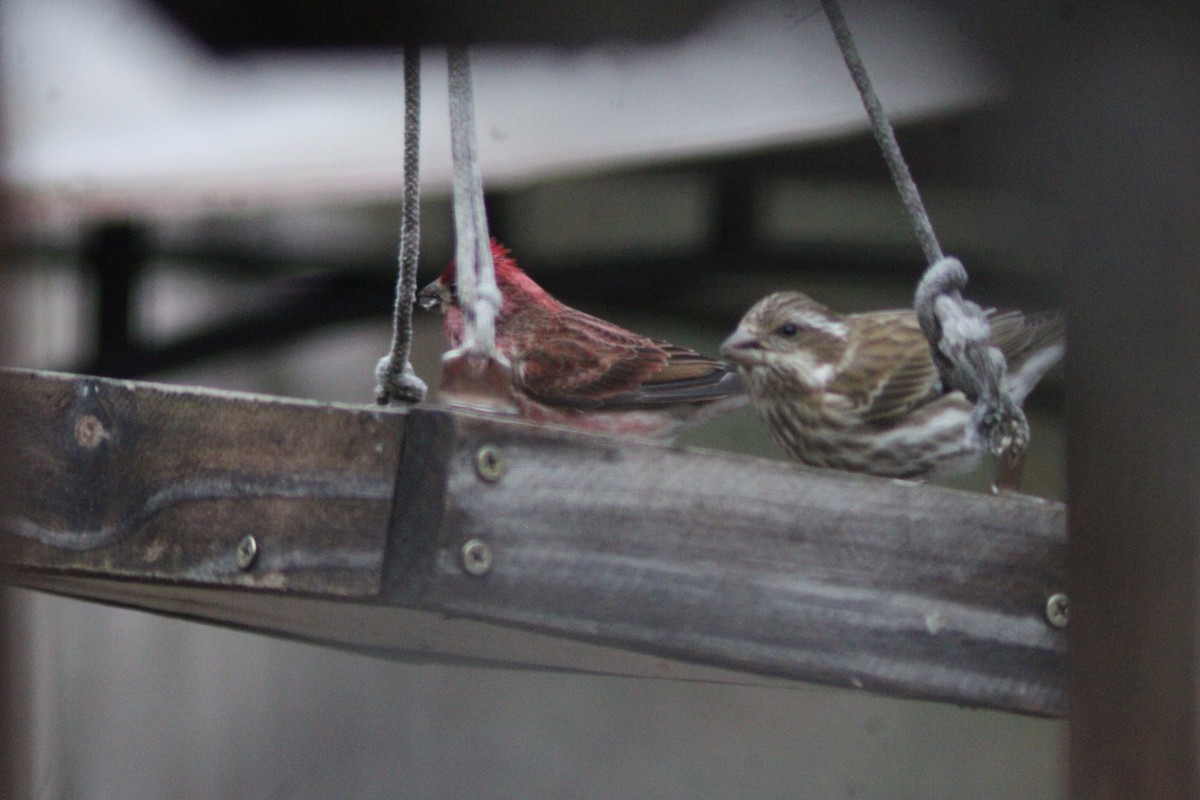 purpurfink - ML647421733