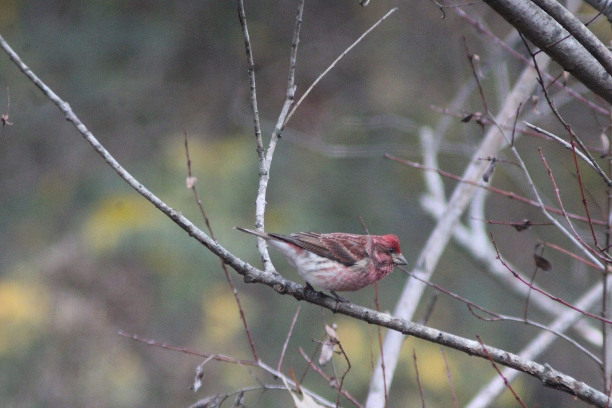 purpurfink - ML647421734