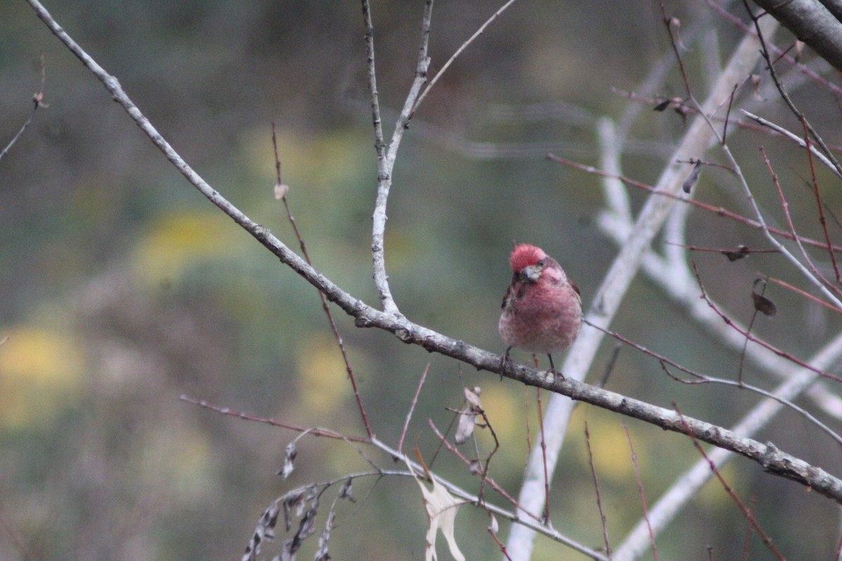 purpurfink - ML647421735