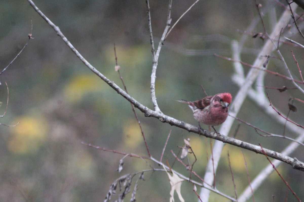 purpurfink - ML647421736