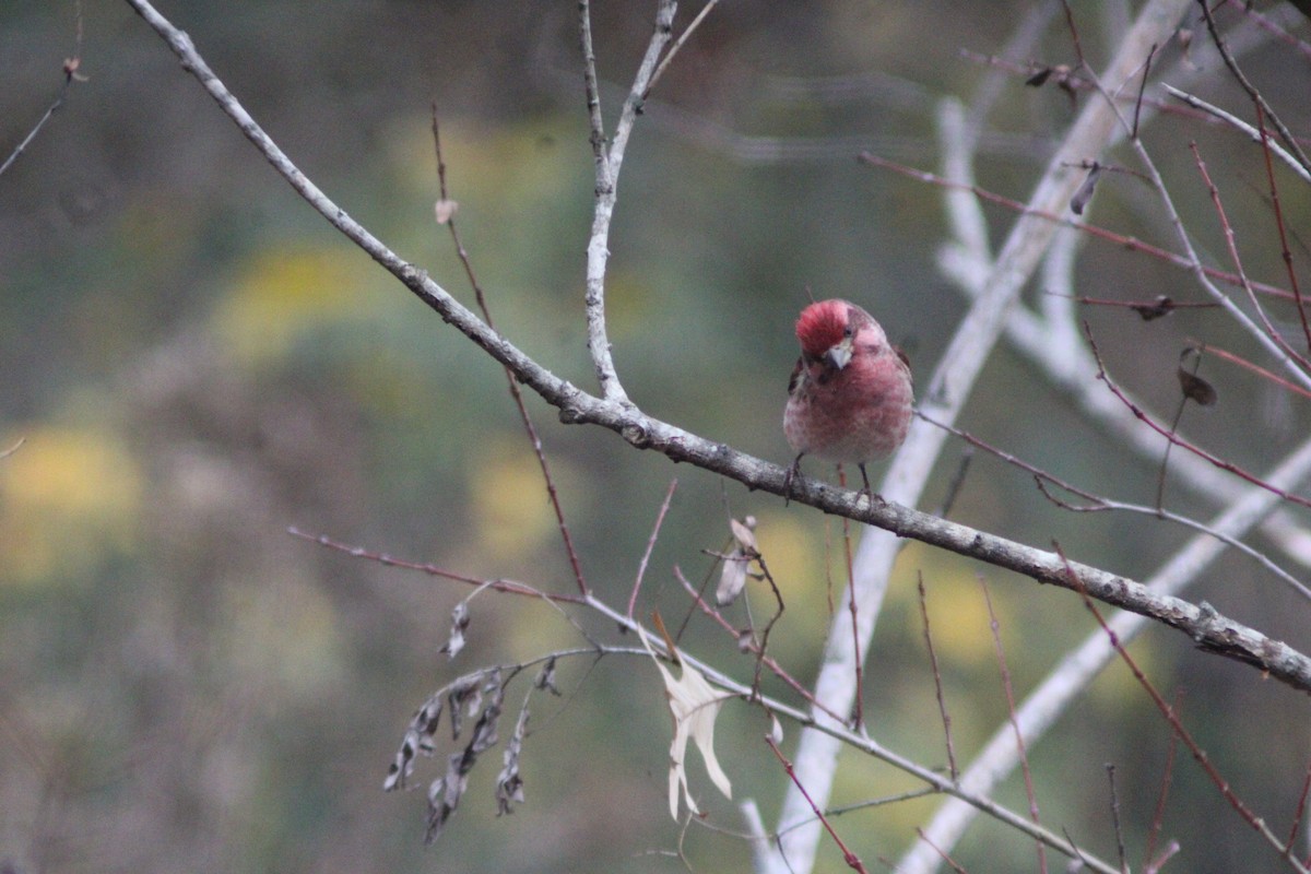 purpurfink - ML647421737