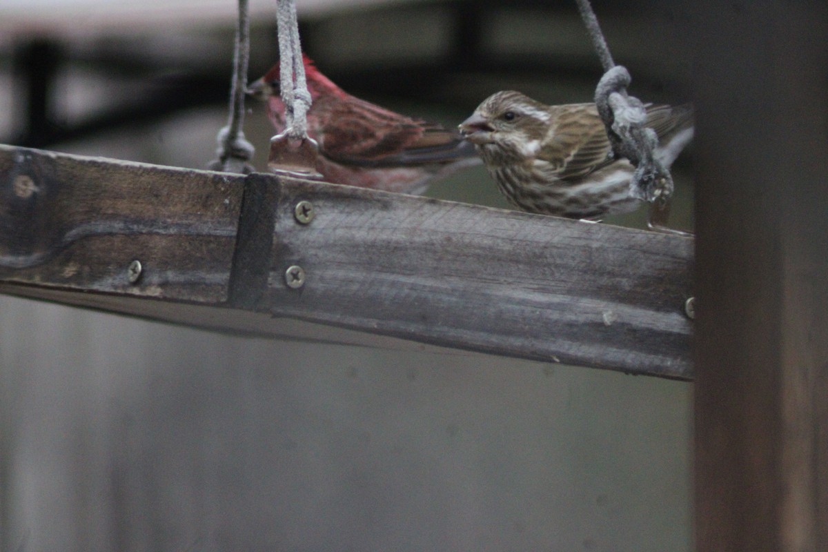 purpurfink - ML647421738