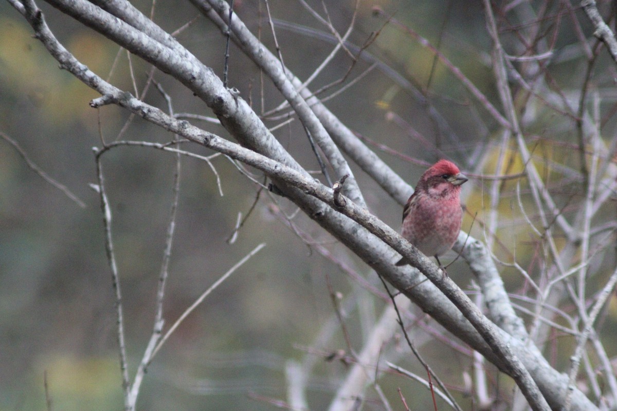 purpurfink - ML647421739