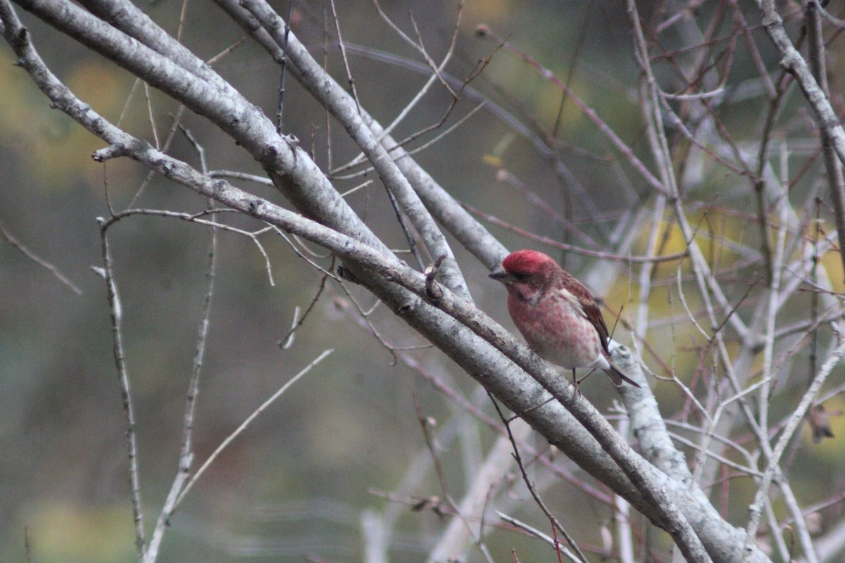 purpurfink - ML647421740